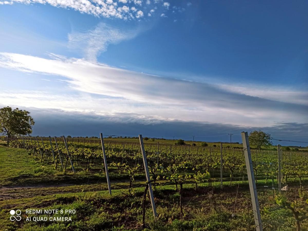 Penzion Sklípek u Svobodů Velké Bílovice Exteriér fotografie